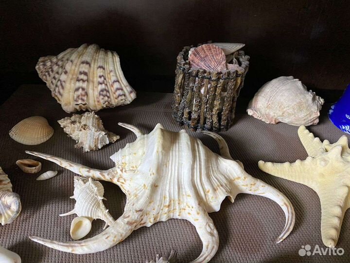 Морские ракушки