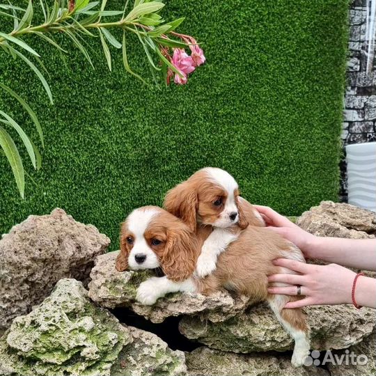 Мальчики Кавалер кинг Чарльз Спаниэль