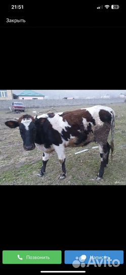Корова дойная