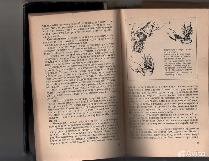 Кактусы Турдиев Савур Юсупович, Седых Ростислав