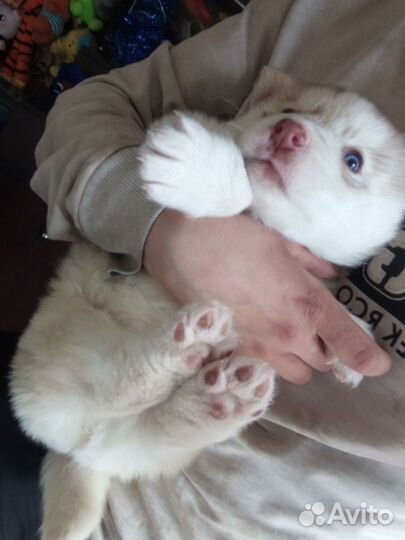 Щенки хаски