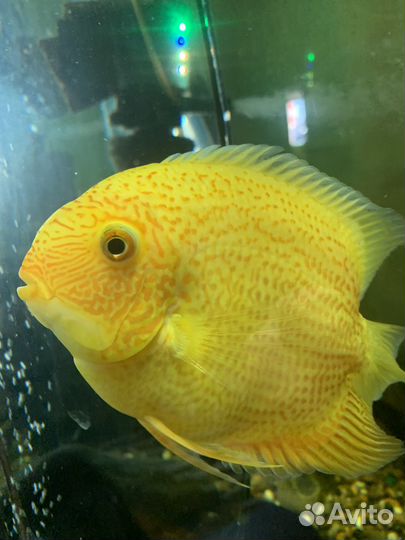 Аквариумные рыбы Северум