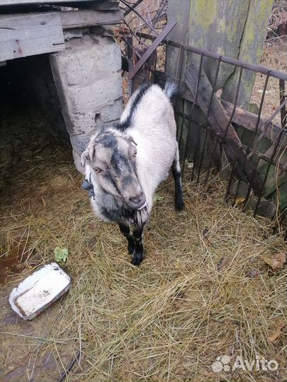 Козел ламанча