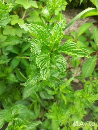 Мята сортовая, монарда