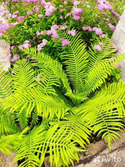 Папоротник