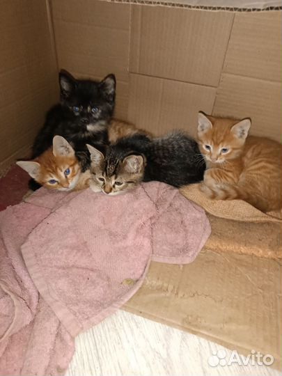 Рыжие котята в дар