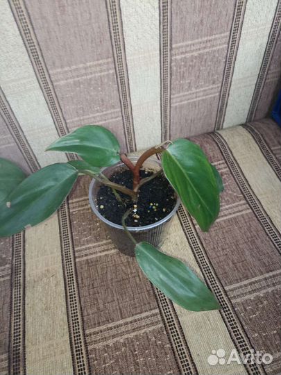 Филодендрон
