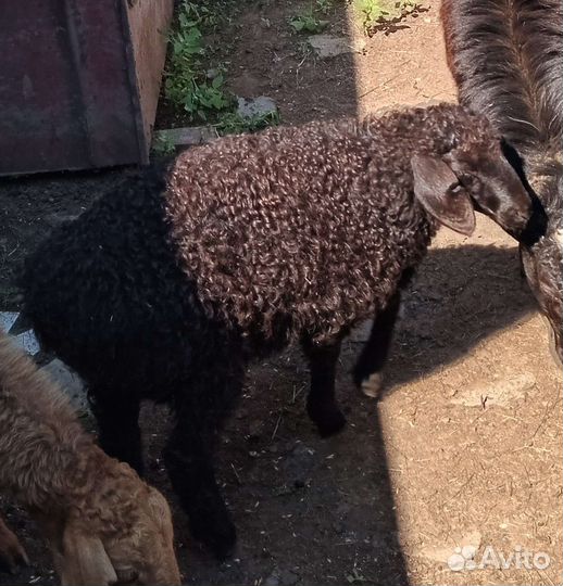 Племенной Баран