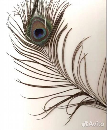 Перо павлина