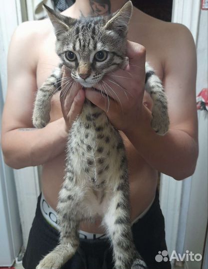 Кошка