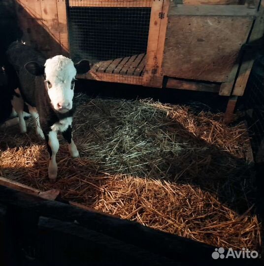 Продаётся тёлочка