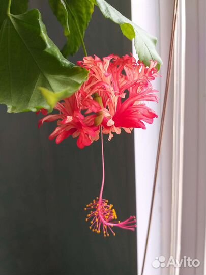 Китайские розы