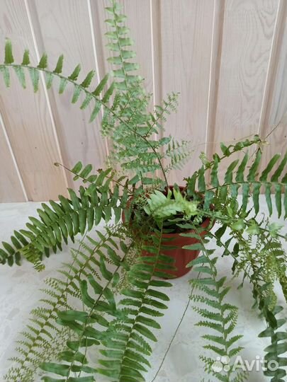 Папортник комнатный