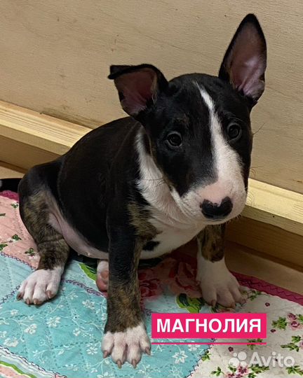 Минибультерьер щенки