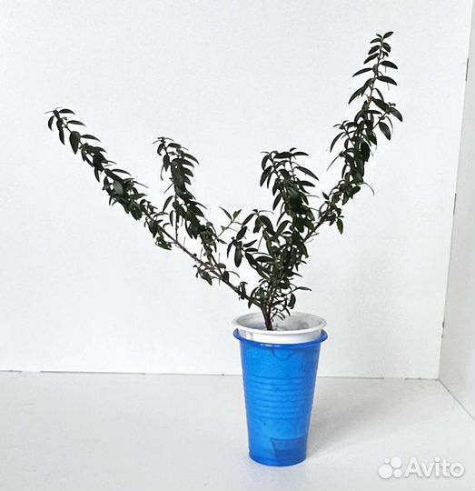 Комнатные цветы мирт