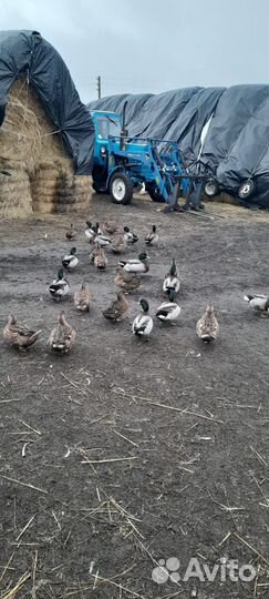 Дикие подсадные утки