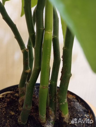 Педилантус обыкновенный