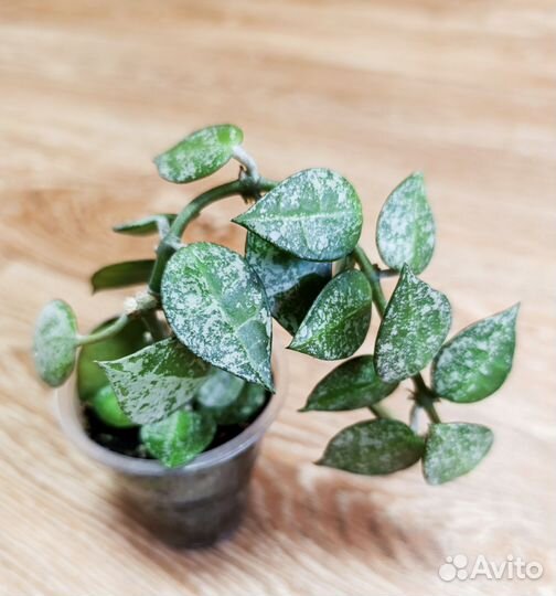 Хойя Лакуноза Эскимио