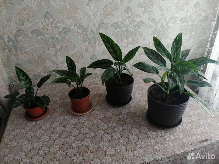 Аглаонемы и хлорофитумы