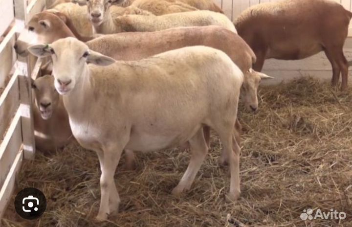 Овцы бараны