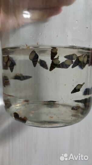 Улитка Хелена