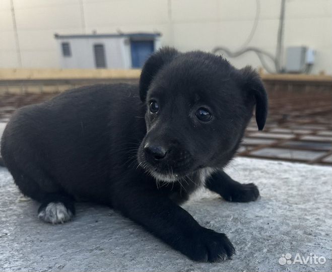 Отдам в добрые руки