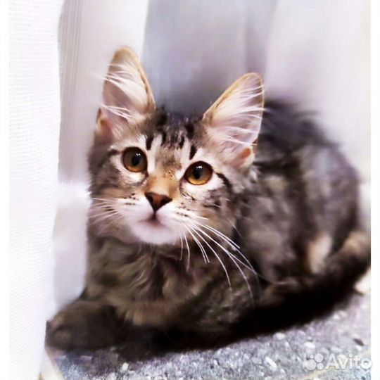 Котенок полосатый