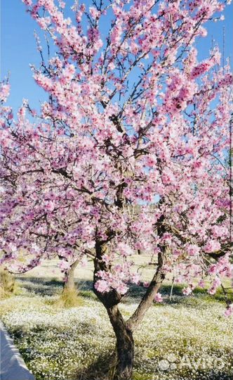 Саженцы миндаля