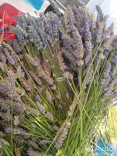 Лаванда крымская