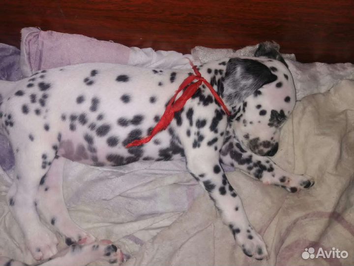 Далматин девочка вязка