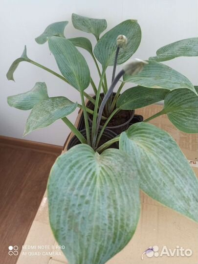 Хоста Халцион