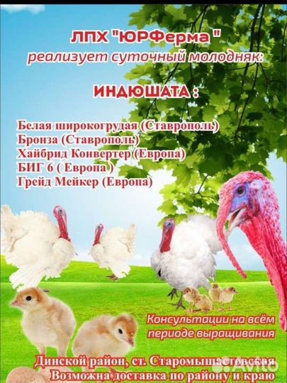 Индюки индюшата