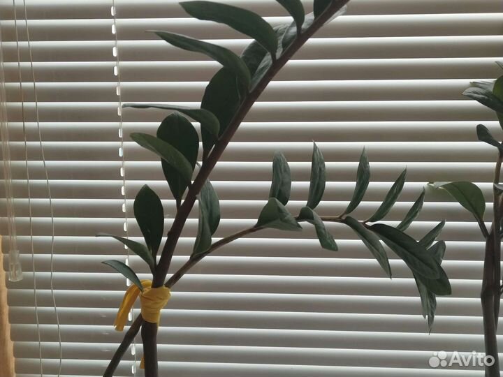 Замиокулькас