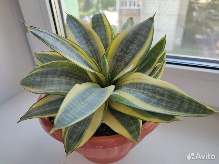 Сансевиерия Ханни голд