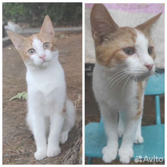 Котенок-мальчик и котенок-девочка крымских кошек