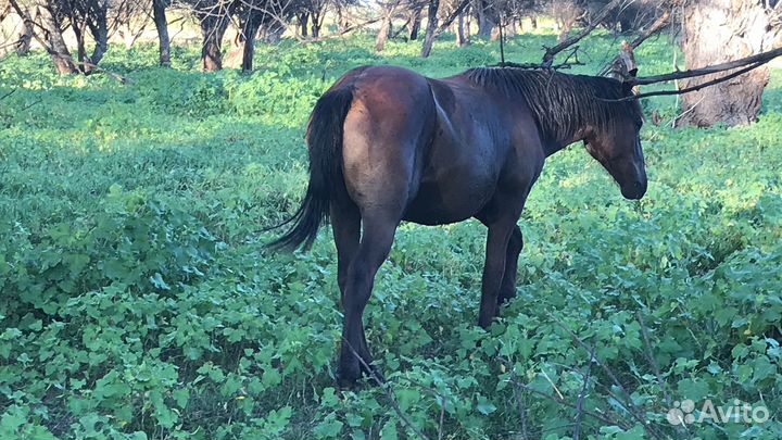 Жеребята 2022