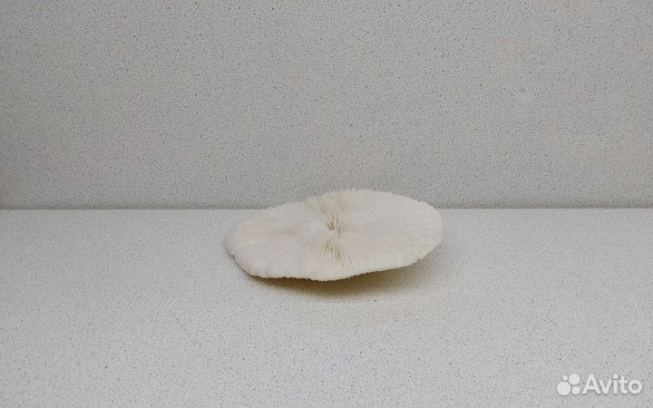 Коралл круглый 13,9 морской сувенир подарок