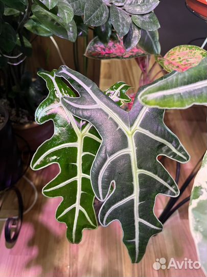 Алоказия сандериана