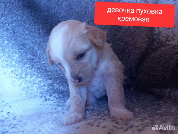 Китайская хохлатая