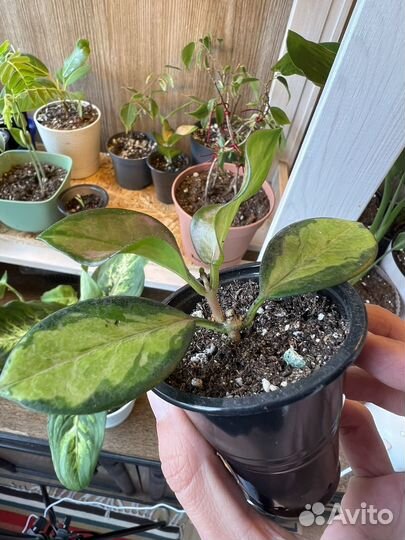 Хойя аустралис лиза