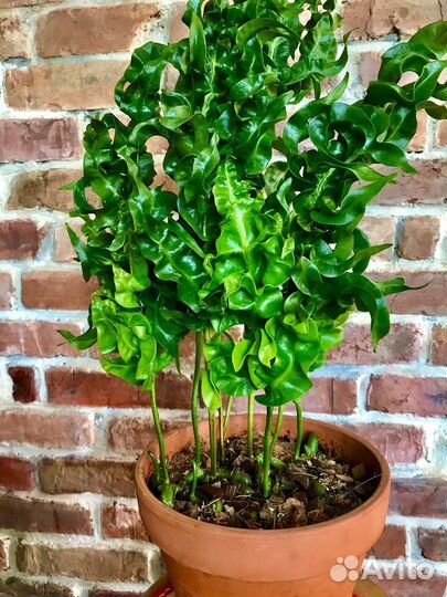 Папоротник микросорум 