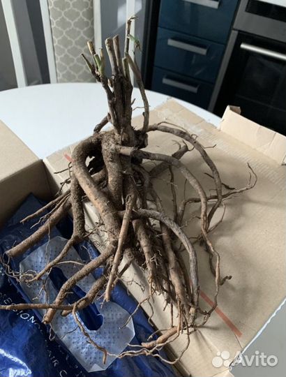 Пионы саженцы, корни