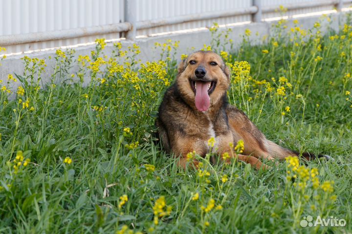 Отдаю даром собаку Джуди в добрые руки