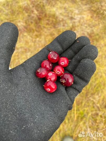 Клюква свежая