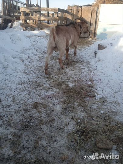 Козел на вязку