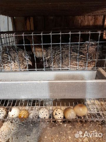 Перепела продажа