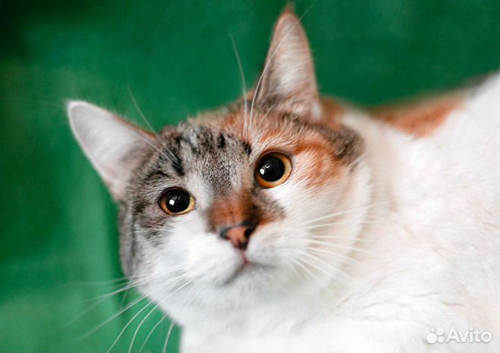 Бэтти в дар