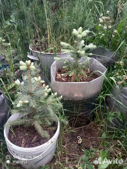 Ель голубая