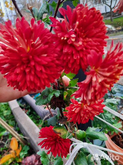 Хризантемы