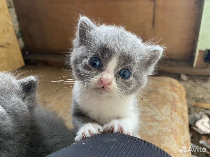 Отдам котят